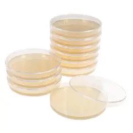 [10911] Agar petri dish
